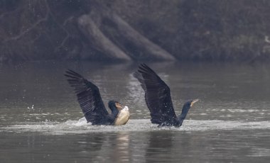 Büyük karabatak (akroakrocarcorax carbo) gölde balık avlıyor  