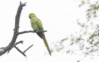 green parrot on branch in nature.