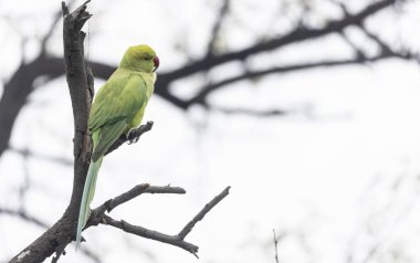 Ağaçta bir kuş papağanı