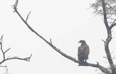 Gri başlı balık (Ichthyophaga ichthyaetus) sabah ağaçta oturan kartal 