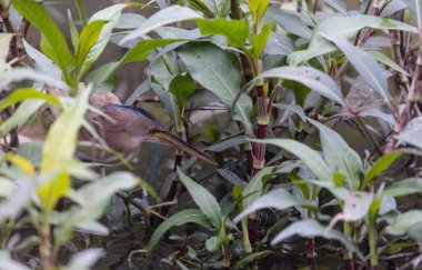 Göletteki sarı kuşun manzarası. 