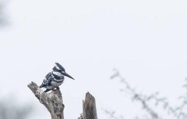 Balıkçılık için gökyüzünde uçan Pied Kingfisher (Ceryle rudis) kuşu.