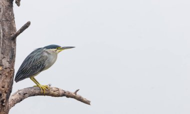 Kara Karga Gece Balıkçıl (Nycticorax nycticorax) ağaç dalına tünemiş kuş.