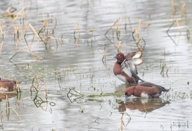 Nehirde yüzen beyaz gözlü ördek (Aythya nyroca).