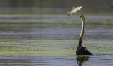 Oryantal darter (Anhinga melanogaster) ya da balık ile su gövdesine yakın tüneyen yılan kuşu.