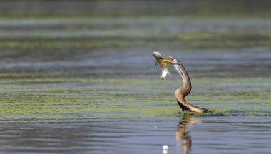 Oryantal darter (Anhinga melanogaster) ya da balık ile su gövdesine yakın tüneyen yılan kuşu.