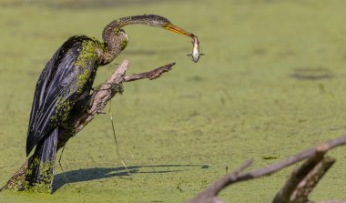 Oryantal darter (Anhinga melanogaster) ya da balık ile su gövdesine yakın tüneyen yılan kuşu.