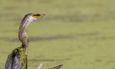 Oryantal darter (Anhinga melanogaster) ya da balık ile su gövdesine yakın tüneyen yılan kuşu.