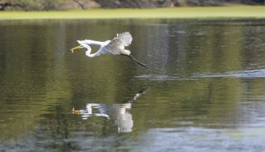 Ormanda kuş avlayan balıkçıl (Ardea intermedia).