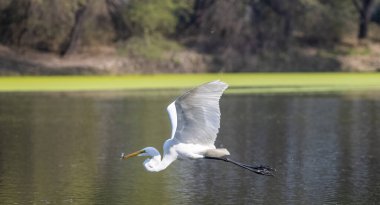 Ormanda kuş avlayan balıkçıl (Ardea intermedia).