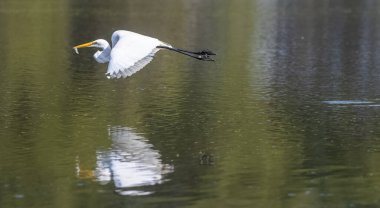Ormanda kuş avlayan balıkçıl (Ardea intermedia).