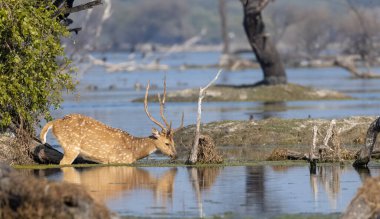 Ormanın içinde benekli geyik.