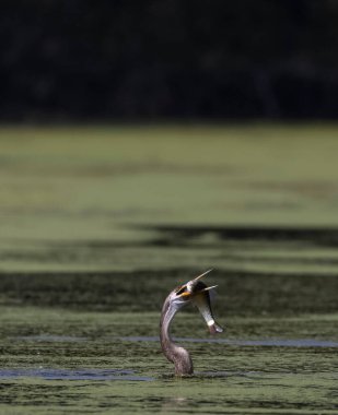 Doğulu darter (Anhinga melanogaster) ya da nehirde yılan kuşu avı.