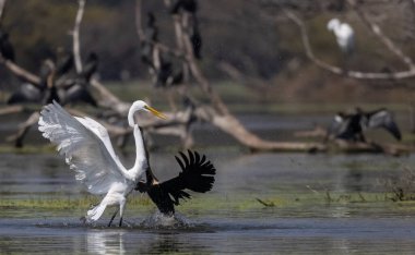 Orta balıkçıl (Ardea intermedia), kış göçü sırasında ormanda nehirde balık avlamak için savaşırken Doğulu dartın gagasından (Anhinga melanogaster) balık koparır..
