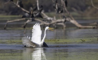 Ormanda kuş avlayan balıkçıl (Ardea intermedia).