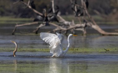 Ormanda kuş avlayan balıkçıl (Ardea intermedia).