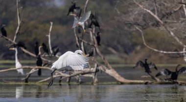 Ormanda kuş avlayan balıkçıl (Ardea intermedia).