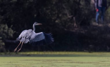 Gri balıkçıl (Ardea cinerea) Hint ormanında uçarken Oriental darter 'ın gagasından (Anhinga melanogaster) balık yakalar. Kuş yemek için savaşıyor..