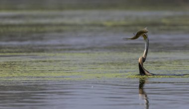 Doğulu darter (Anhinga melanogaster) ya da nehirde yılan kuşu avı.