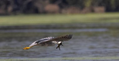 Kara Karga Gece Balıkçıl (Nycticorax nycticorax) balıklarla uçan kuş.