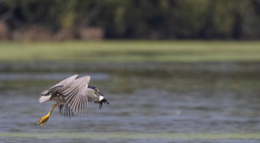 Kara Karga Gece Balıkçıl (Nycticorax nycticorax) balıklarla uçan kuş.