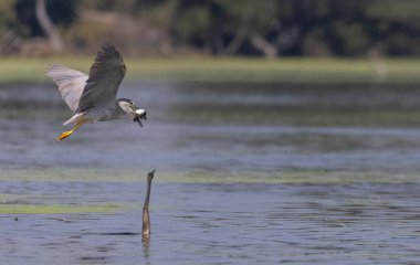 Kara Karga Gece Balıkçıl (Nycticorax nycticorax) balıklarla uçan kuş.