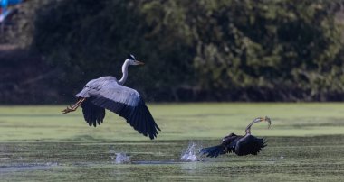Gri balıkçıl (Ardea cinerea) Hint ormanında uçarken Oriental darter 'ın gagasından (Anhinga melanogaster) balık yakalar. Kuş yemek için savaşıyor..