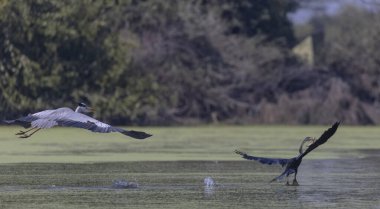 Gri balıkçıl (Ardea cinerea) Hint ormanında uçarken Oriental darter 'ın gagasından (Anhinga melanogaster) balık yakalar. Kuş yemek için savaşıyor..