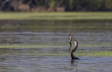 Doğulu darter (Anhinga melanogaster) ya da nehirde yılan kuşu avı.