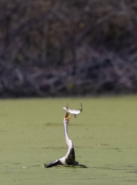 Doğulu darter (Anhinga melanogaster) ya da nehirde yılan kuşu avı.