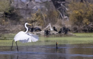 Ormanda kuş avlayan balıkçıl (Ardea intermedia).