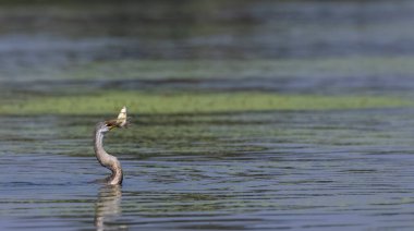 Doğulu darter (Anhinga melanogaster) ya da nehirde yılan kuşu avı.