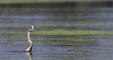 Doğulu darter (Anhinga melanogaster) ya da nehirde yılan kuşu avı.