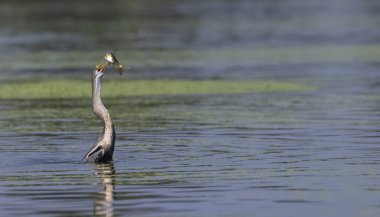 Doğulu darter (Anhinga melanogaster) ya da nehirde yılan kuşu avı.