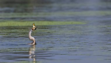 Doğulu darter (Anhinga melanogaster) ya da nehirde yılan kuşu avı.