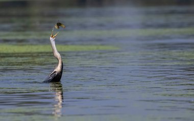Doğulu darter (Anhinga melanogaster) ya da nehirde yılan kuşu avı.
