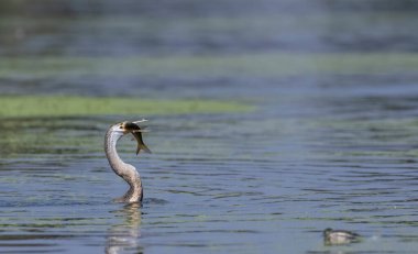 Doğulu darter (Anhinga melanogaster) ya da nehirde yılan kuşu avı.