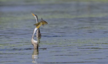 Doğulu darter (Anhinga melanogaster) ya da nehirde yılan kuşu avı.
