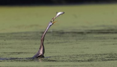 Doğulu darter (Anhinga melanogaster) ya da nehirde yılan kuşu avı.