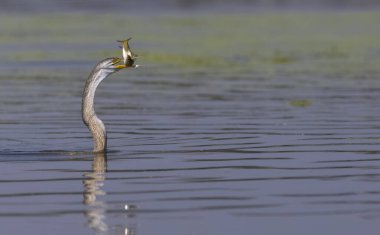 Doğulu darter (Anhinga melanogaster) ya da nehirde yılan kuşu avı.