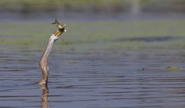 Doğulu darter (Anhinga melanogaster) ya da nehirde yılan kuşu avı.