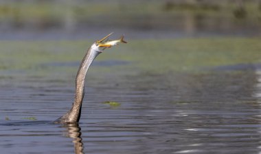 Doğulu darter (Anhinga melanogaster) ya da nehirde yılan kuşu avı.