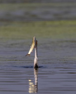 Doğulu darter (Anhinga melanogaster) ya da nehirde yılan kuşu avı.