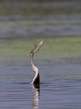 Doğulu darter (Anhinga melanogaster) ya da nehirde yılan kuşu avı.