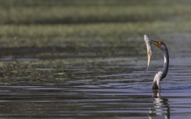 Doğulu darter (Anhinga melanogaster) ya da nehirde yılan kuşu avı.