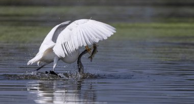 Orta balıkçıl (Ardea intermedia), kış göçü sırasında ormanda nehirde balık avlamak için savaşırken Doğulu dartın gagasından (Anhinga melanogaster) balık koparır..