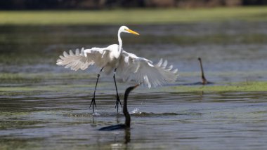 Ormanda kuş avlayan balıkçıl (Ardea intermedia).