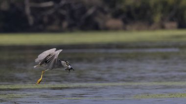 Kara Karga Gece Balıkçıl (Nycticorax nycticorax) balıklarla uçan kuş.
