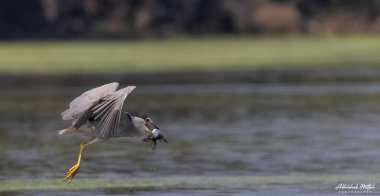 Kara Karga Gece Balıkçıl (Nycticorax nycticorax) balıklarla uçan kuş.