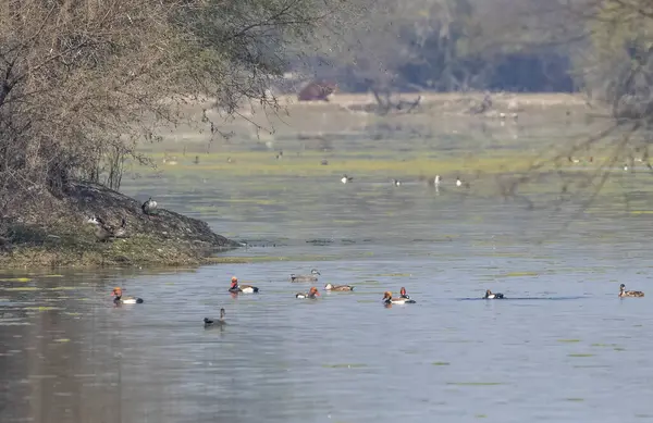 kırmızı ördek (pothonia braensis) doğal yaşam alanında